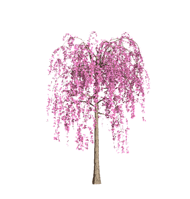 加拿大紫荆‘红宝石瀑布’设计素材-花期.png