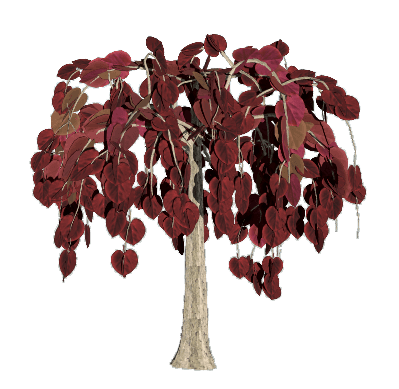 加拿大紫荆‘红宝石瀑布’设计素材-紫叶期03.png