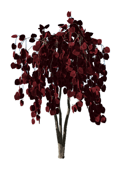 加拿大紫荆‘红宝石瀑布’设计素材-紫叶期04.png