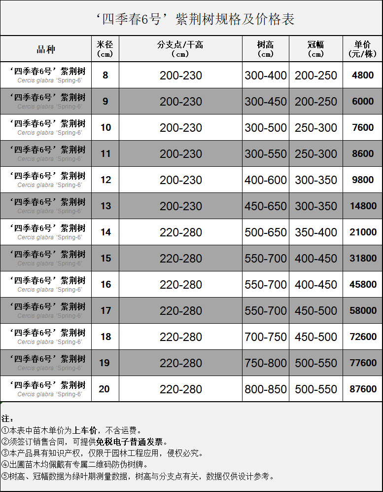 ‘四季春6号’紫荆树规格及价格表 .jpg